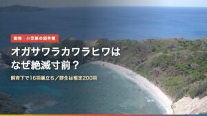 小笠原・母島の南崎（オガサワラカワラヒワはなぜ絶滅寸前？）