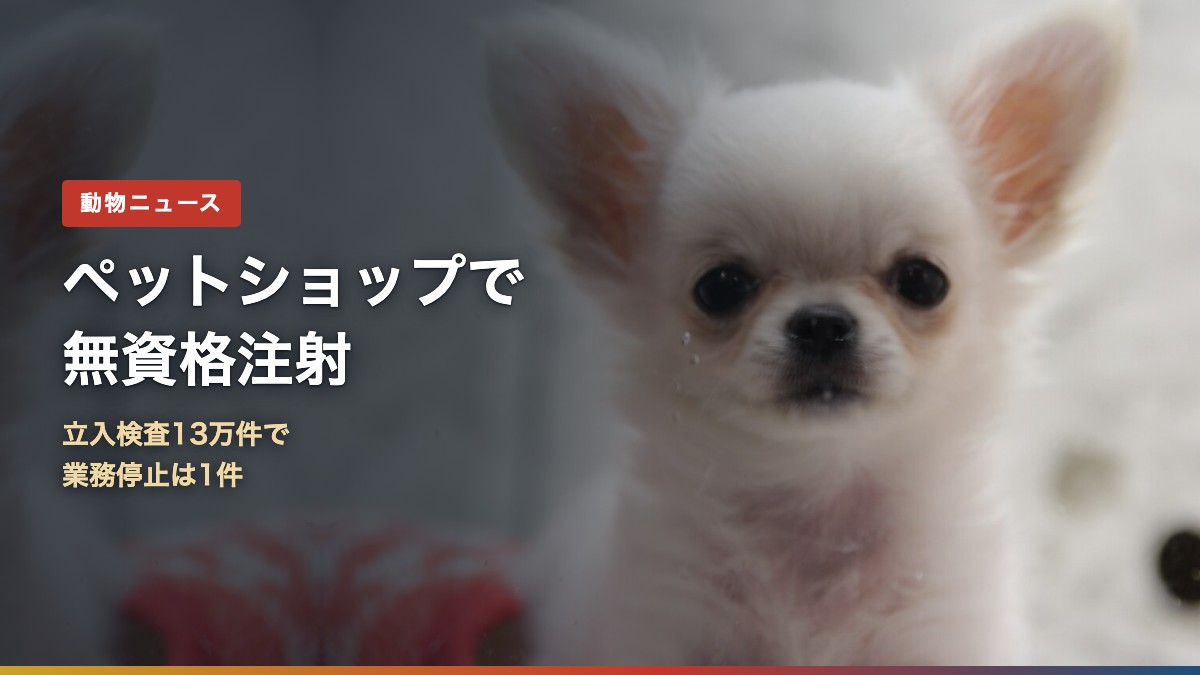 ペットショップの子犬(ペットショップ無資格注射はなぜ?立入検査13万件で業務停止1件)