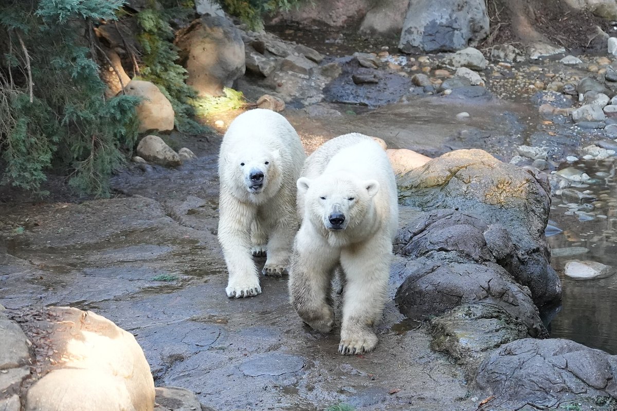 岩場を並んで歩くホッキョクグマの母子（よこはま動物園ズーラシアのイッちゃんとライ）