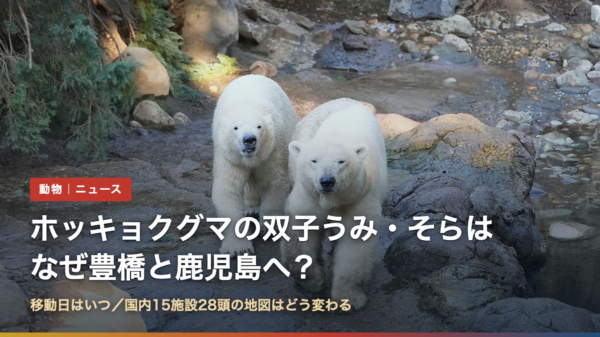 ホッキョクグマの母子の写真に「ホッキョクグマの双子うみ・そらはなぜ豊橋と鹿児島へ？」の文字（写真はズーラシアのイッちゃんとライ）