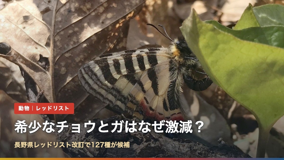 ヒメギフチョウ(希少なチョウとガはなぜ激減?長野県レッドリスト改訂で127種が候補)