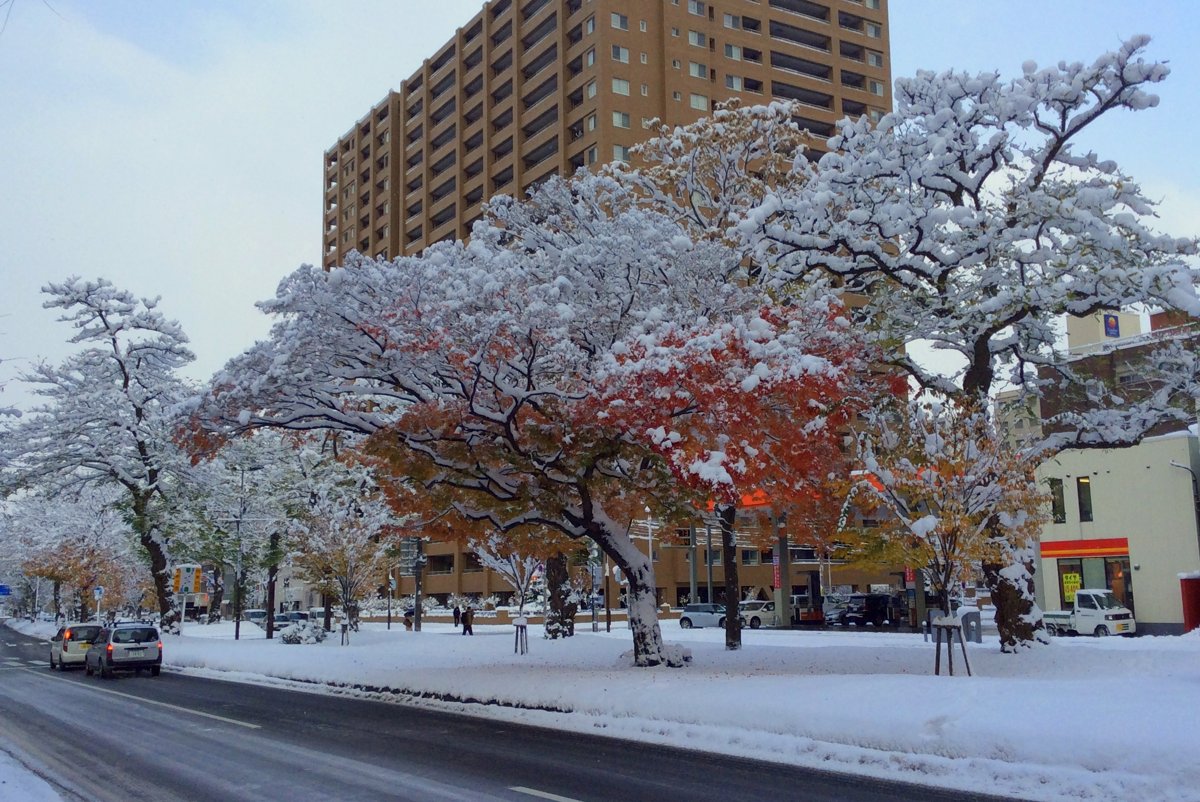 雪をかぶった紅葉の街路樹と雪の積もった歩道(札幌、11月中旬)