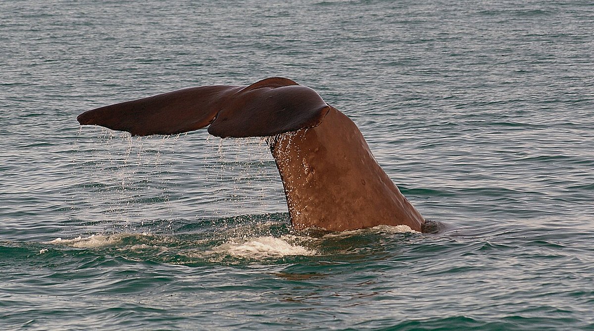 潜水に入る現生のマッコウクジラの尾びれ
