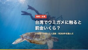 小琉球の海を泳ぐアオウミガメとダイバー（台湾でウミガメに触ると罰金いくら？）