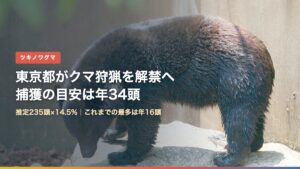 ツキノワグマ（東京都のクマ狩猟解禁はなぜ？年34頭の目安と絶滅危惧のジレンマ）