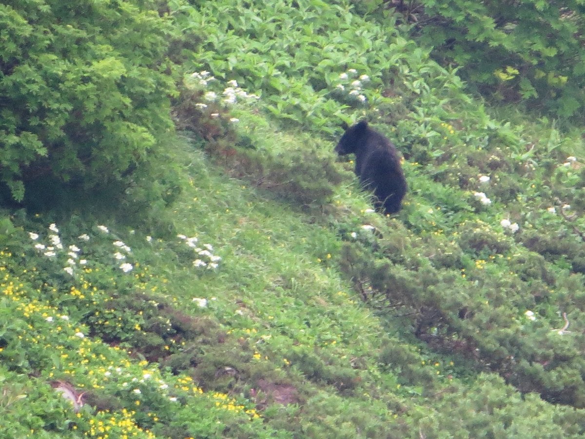 山の斜面で植物を食べる野生のツキノワグマ(岐阜県・乗鞍岳)