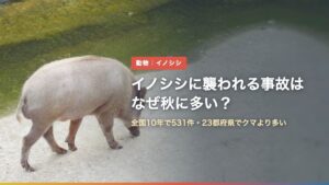 神戸市の川沿いを歩く野生のイノシシ（イノシシに襲われる事故はなぜ秋に多い？）