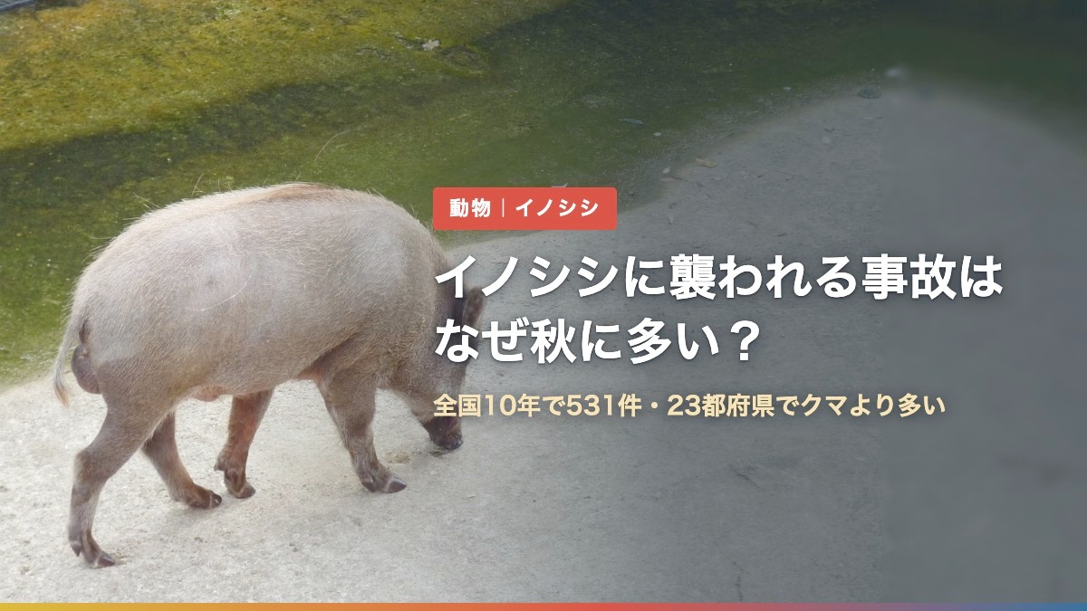 神戸市の川沿いを歩く野生のイノシシ（イノシシに襲われる事故はなぜ秋に多い？）