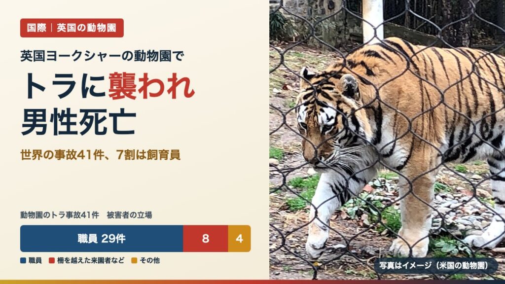 英国の動物園でトラに襲われ男性死亡｜世界の事故41件の内訳（写真は米国の動物園のアムールトラ）