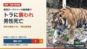 英国の動物園でトラに襲われ男性死亡｜世界の事故41件の内訳（写真は米国の動物園のアムールトラ）