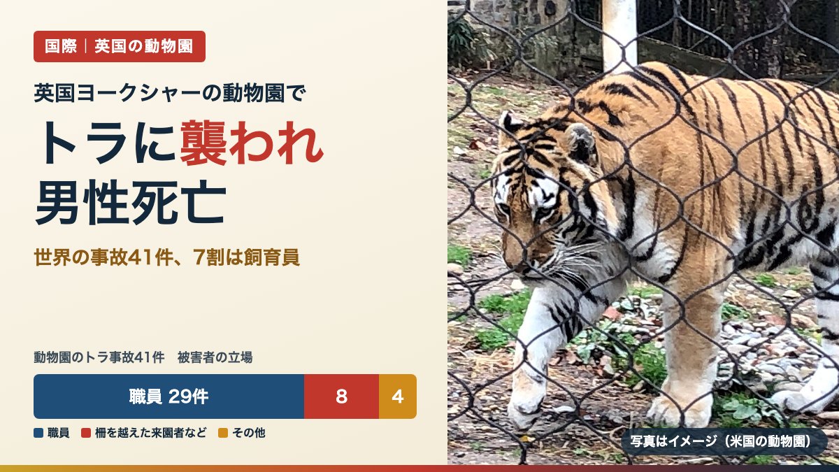 英国の動物園でトラに襲われ男性死亡｜世界の事故41件の内訳（写真は米国の動物園のアムールトラ）