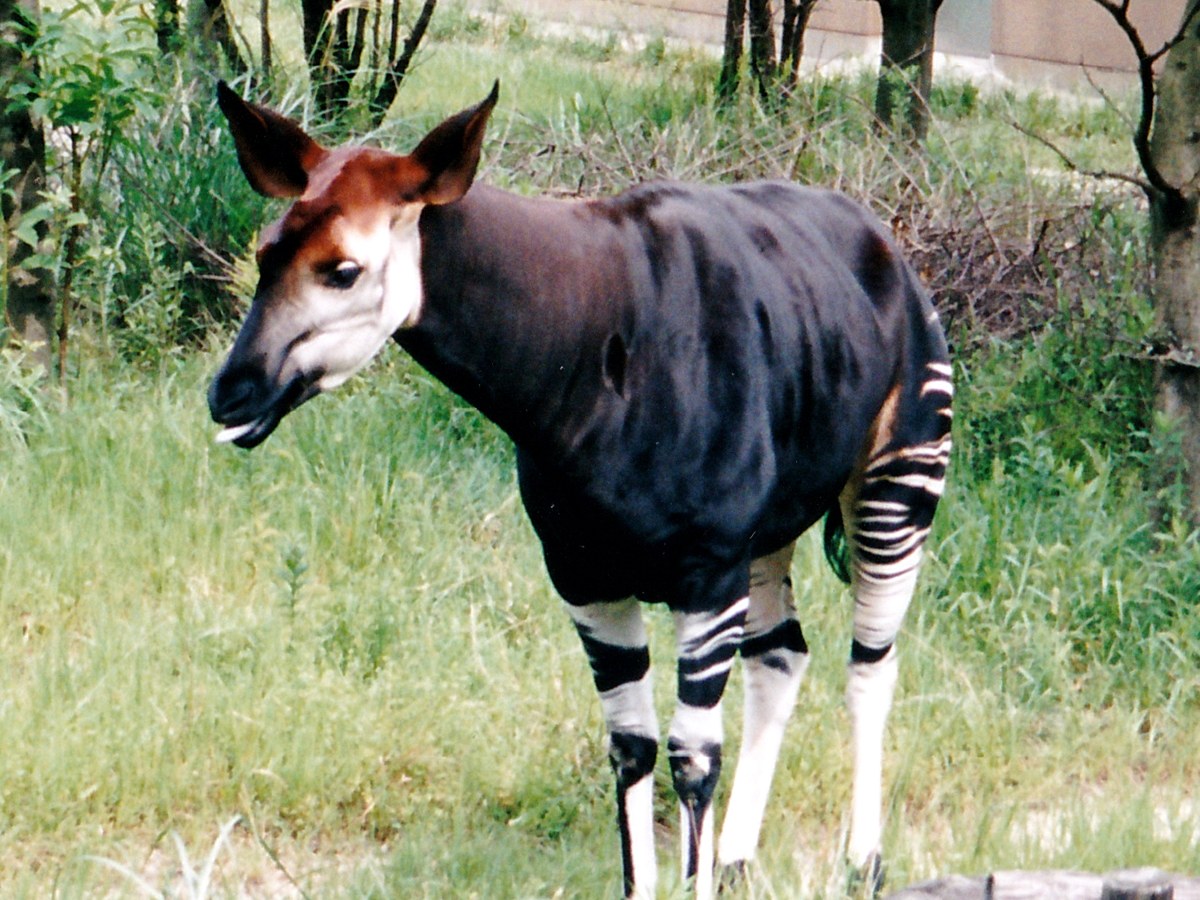 よこはま動物園ズーラシアのオカピ